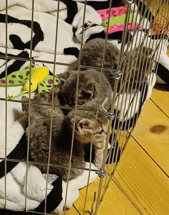 Britisch kurzhaar kitten