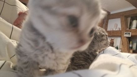 Britisch kurzhaar kitten