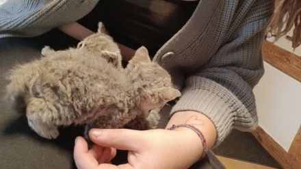 Britisch kurzhaar kitten