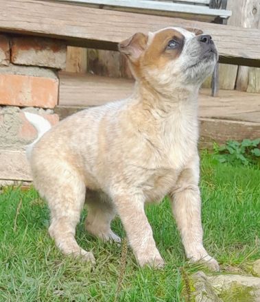Australian Cattle Dog Welpen red