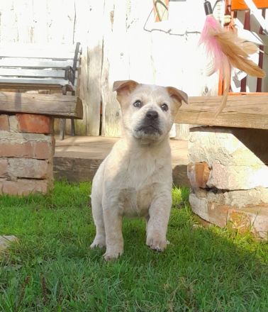 Australian Cattle Dog Welpen red