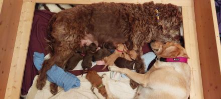 Labradoodle Welpen Wurfankündigung