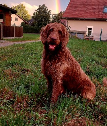 Labradoodle Welpen Wurfankündigung