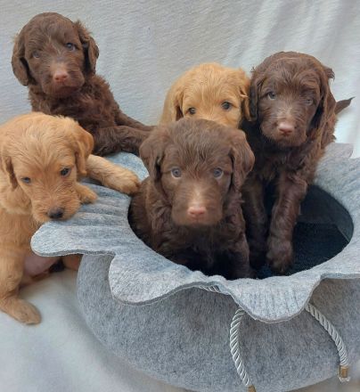 Labradoodle Welpen Wurfankündigung
