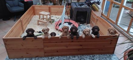 Labradoodle Welpen Wurfankündigung