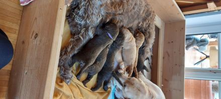 Labradoodle Welpen Wurfankündigung