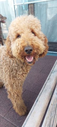 Labradoodle Welpen Wurfankündigung