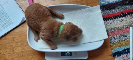 Labradoodle Welpen Wurfankündigung