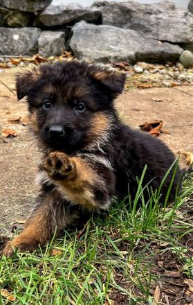 Hübsche Schäferhund Welpen mit geradem Rücken aus gesunden Eltern