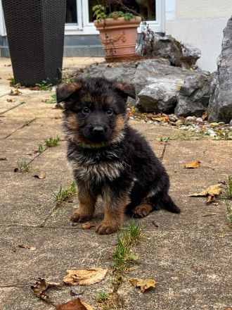 Hübsche Schäferhund Welpen mit geradem Rücken aus gesunden Eltern