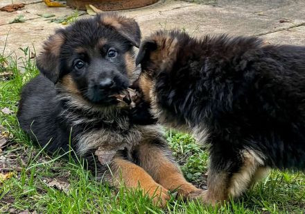Hübsche Schäferhund Welpen mit geradem Rücken aus gesunden Eltern