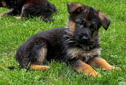 Hübsche Schäferhund Welpen mit geradem Rücken aus gesunden Eltern