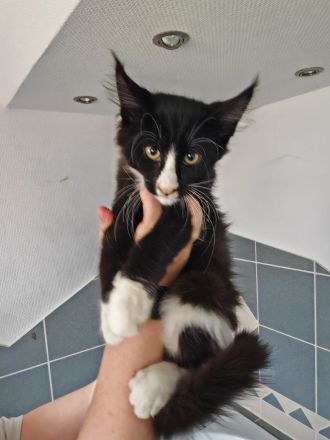 Reinrassige Maine Coon Kitten abzugeben