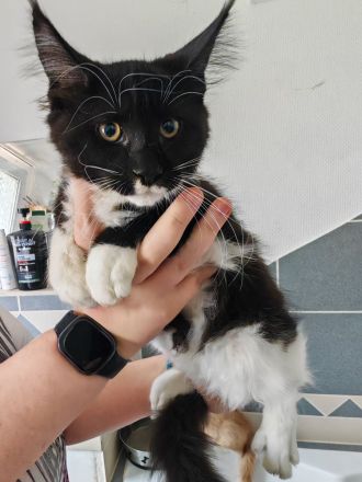 Reinrassige Maine Coon Kitten abzugeben