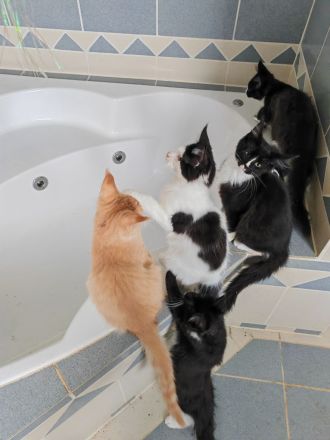 Reinrassige Maine Coon Kitten abzugeben