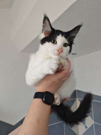 Reinrassige Maine Coon Kitten abzugeben