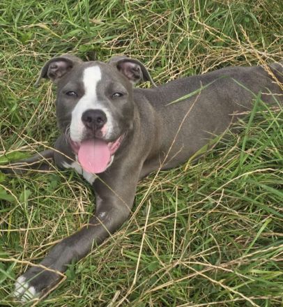 Boxer Mix sucht ein liebevolles Zuhause