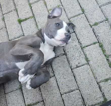 Boxer Mix sucht ein liebevolles Zuhause