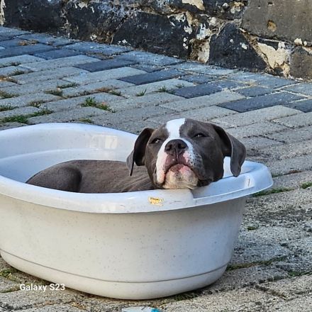 Boxer Mix sucht ein liebevolles Zuhause