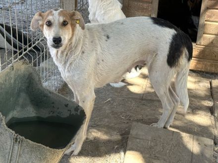 NICOLA ca. 1-jährige, wunderschöne Hündin, ca. 51 cm, hat ein farbenfrohes Aussehen