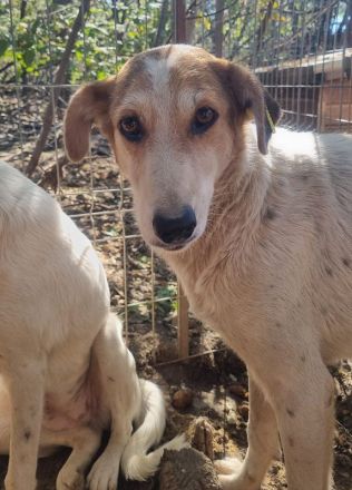 NICOLA ca. 1-jährige, wunderschöne Hündin, ca. 51 cm, hat ein farbenfrohes Aussehen