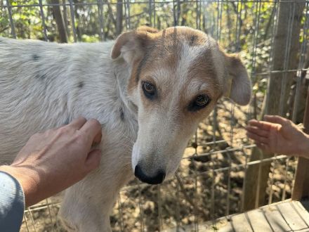 NICOLA ca. 1-jährige, wunderschöne Hündin, ca. 51 cm, hat ein farbenfrohes Aussehen