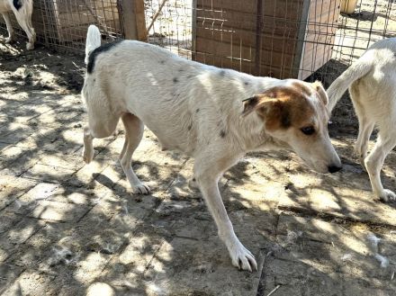 NICOLA ca. 1-jährige, wunderschöne Hündin, ca. 51 cm, hat ein farbenfrohes Aussehen