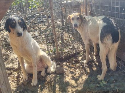 NICOLA ca. 1-jährige, wunderschöne Hündin, ca. 51 cm, hat ein farbenfrohes Aussehen