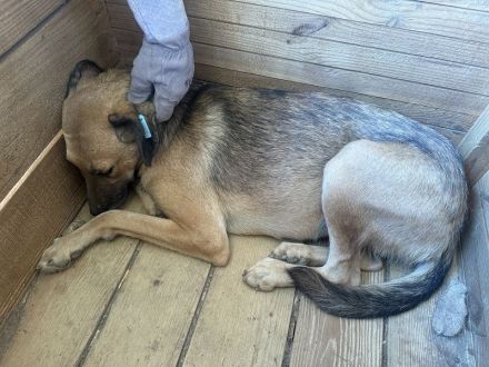 NILA  ca. 2-jährige, große, bildschöne Hündin, braucht etwas Zeit zum Eingewöhnen