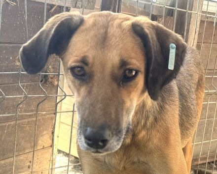 NILA  ca. 2-jährige, große, bildschöne Hündin, braucht etwas Zeit zum Eingewöhnen