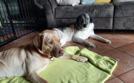 Darf Daisy Mae bei dir ein neues Leben beginnen?