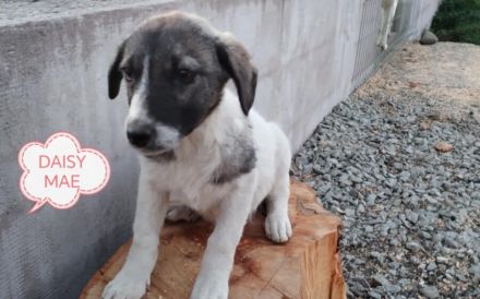 Darf Daisy Mae bei dir ein neues Leben beginnen?