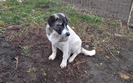 Darf Daisy Mae bei dir ein neues Leben beginnen?