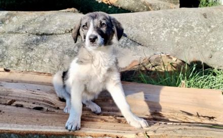 Darf Daisy Mae bei dir ein neues Leben beginnen?