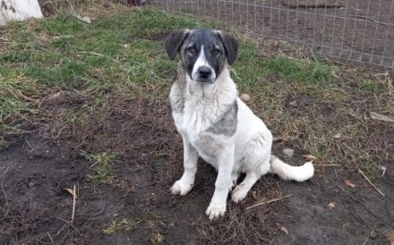 Darf Daisy Mae bei dir ein neues Leben beginnen?