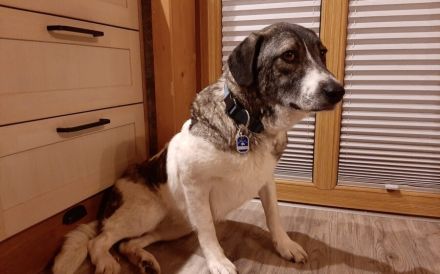 Darf Daisy Mae bei dir ein neues Leben beginnen?