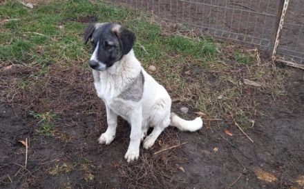 Darf Daisy Mae bei dir ein neues Leben beginnen?