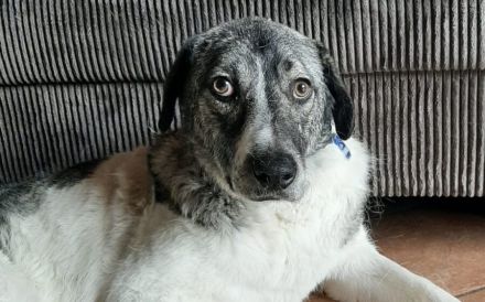 Darf Daisy Mae bei dir ein neues Leben beginnen?