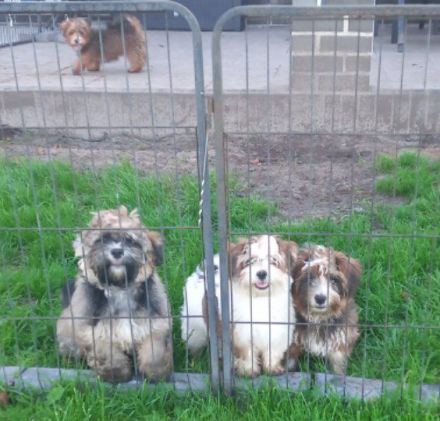 Hava Shorkie Terrier Welpen (Havaneser x Shorkie Terrier)