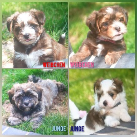 Hava Shorkie Terrier Welpen (Havaneser x Shorkie Terrier)