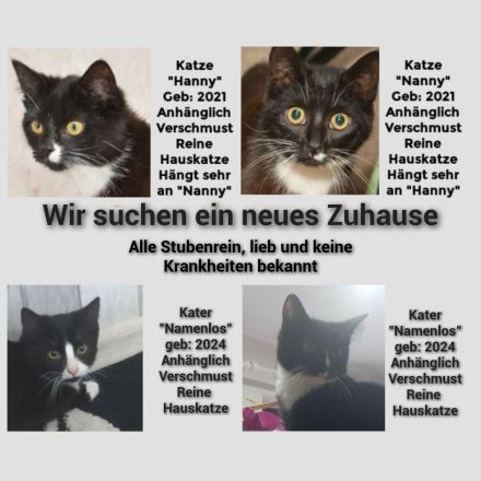 Katzen & Kitten suchen neues zu Hause