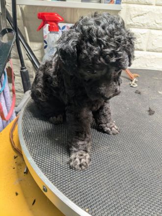 Toypudel Welpen schwarz, silber, dunkelbraun, fawn, mit Papieren, Premium Aufzucht