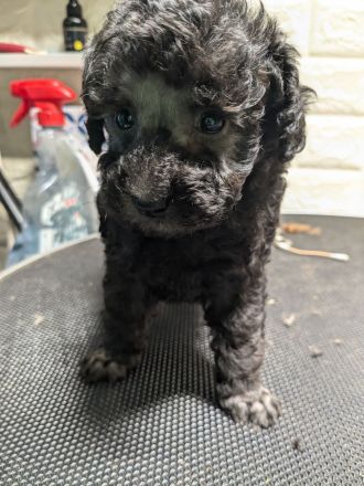 Toypudel Welpen schwarz, silber, dunkelbraun, fawn, mit Papieren, Premium Aufzucht