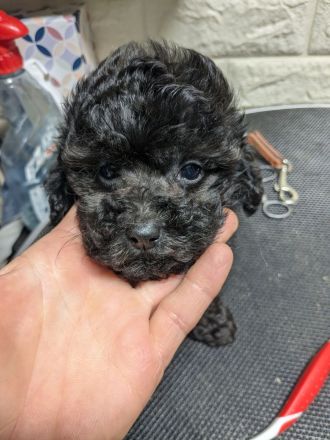 Toypudel Welpen schwarz, silber, dunkelbraun, fawn, mit Papieren, Premium Aufzucht