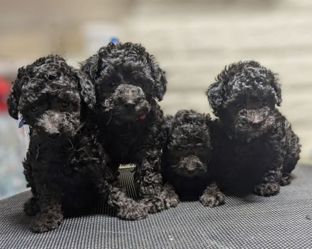 Toypudel Welpen schwarz, silber, dunkelbraun, fawn, mit Papieren, Premium Aufzucht