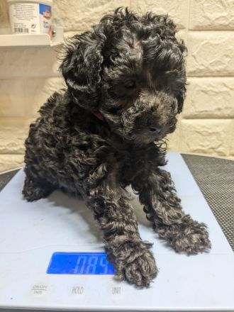 Toypudel Welpen schwarz, silber, dunkelbraun, fawn, mit Papieren, Premium Aufzucht