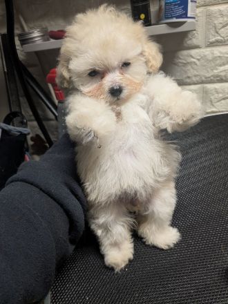 Silke's Lebensträumchen