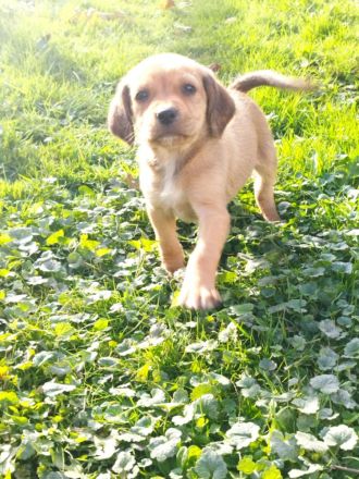 Labrador Mix Welpen