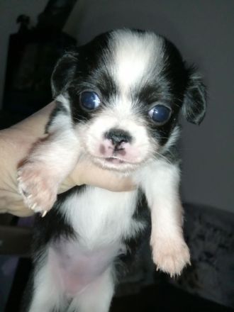 ALLE Meine Lieblinge sind reserviert! Neuer Wurf im Herbst 2025 in Planung!!