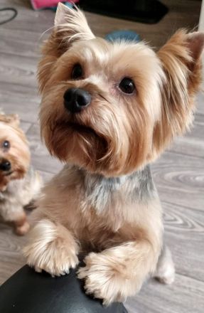 Yorkshire Terrier Welpen